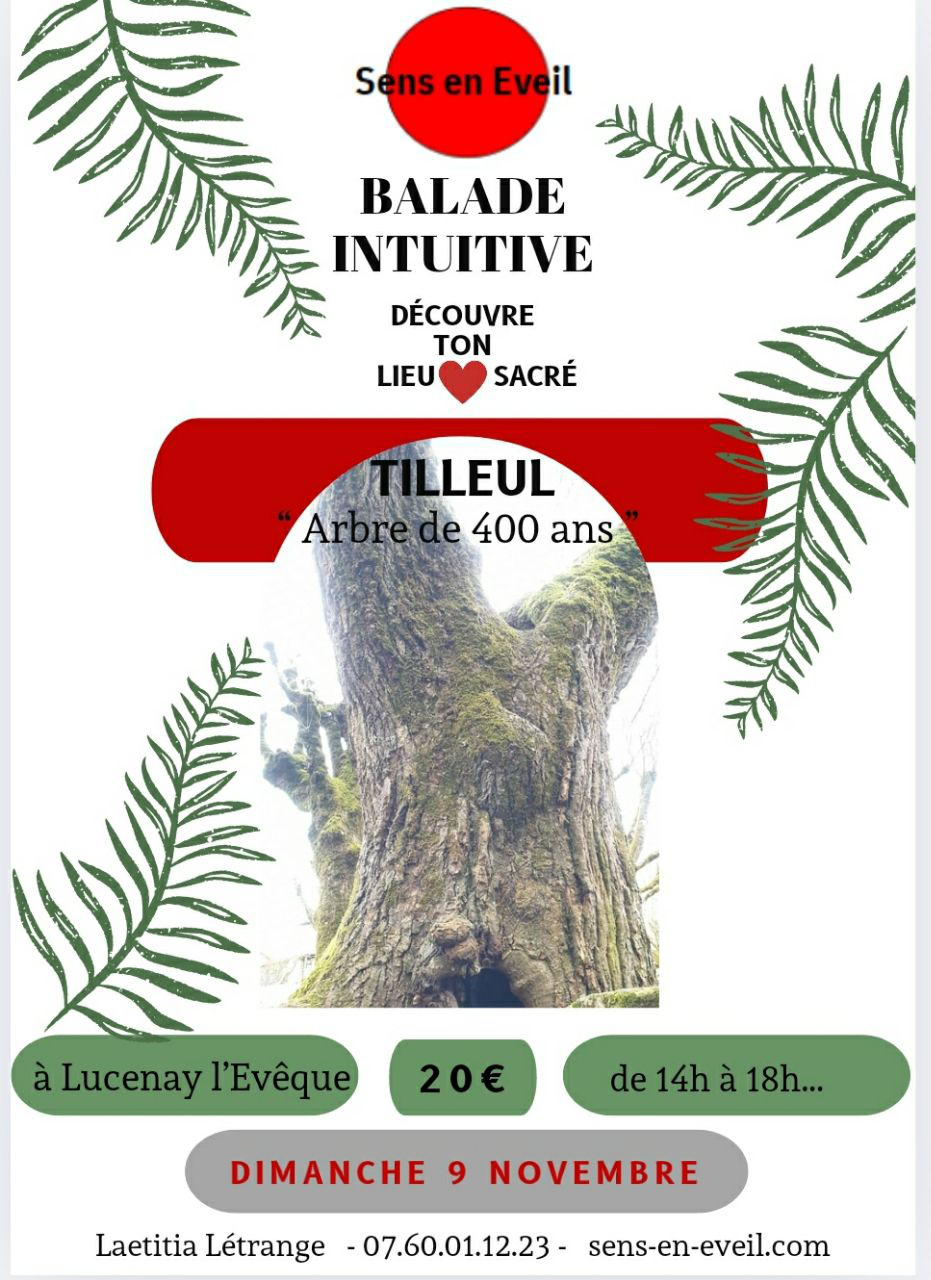 tilleul